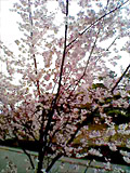 29sakura01.JPG