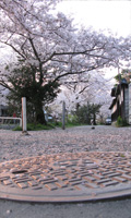 31sakura01.jpg