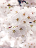 31sakura03.jpg